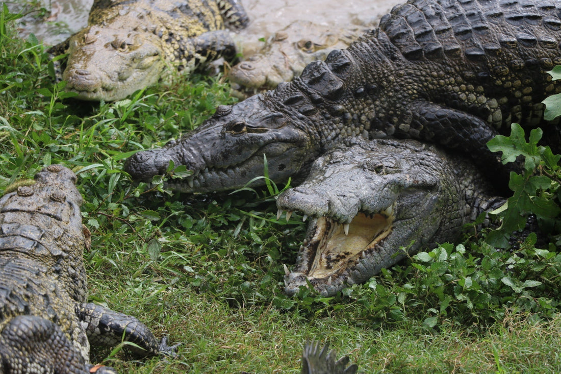 Moreletii crocodile leather: Mexico’s rare luxury gem - MORELET®