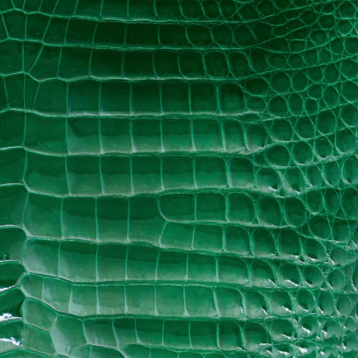 Crocodile Card Holder Kelly Green Glazed - MORELET®