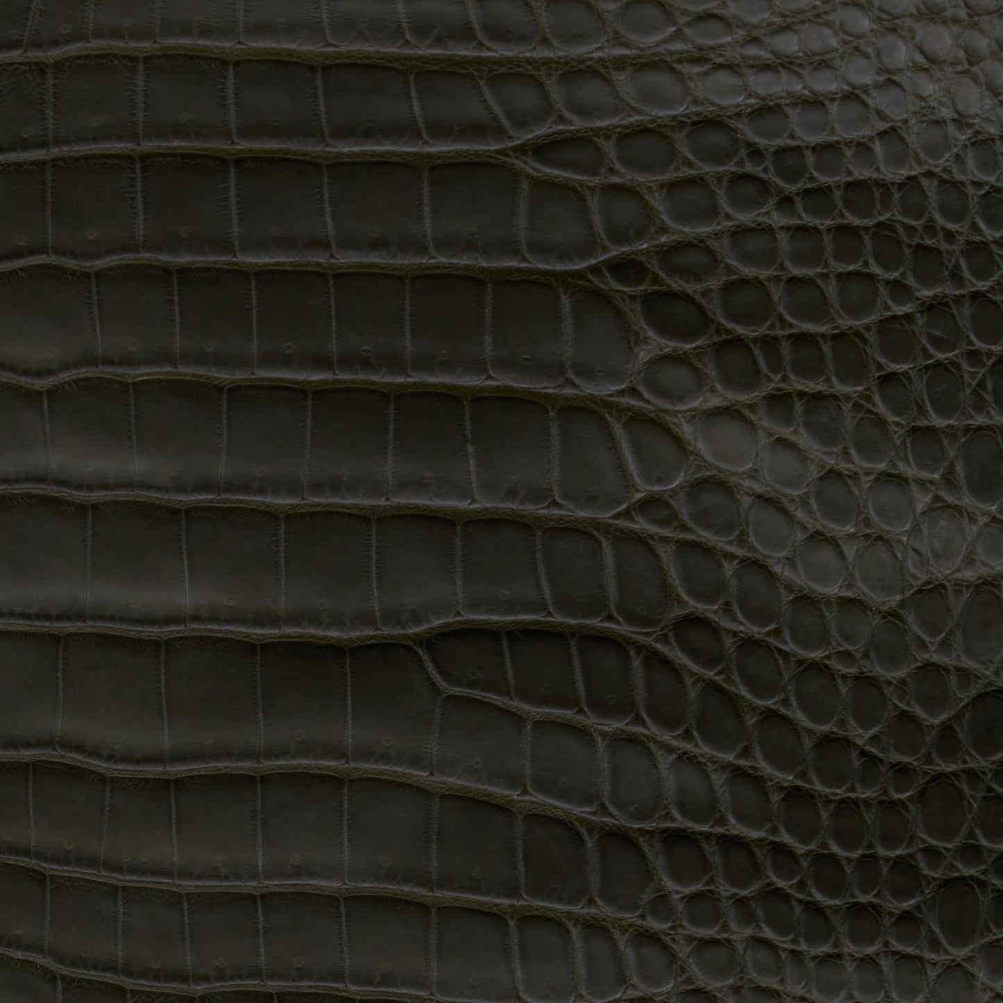 Crocodile Card Holder Olive - MORELET®