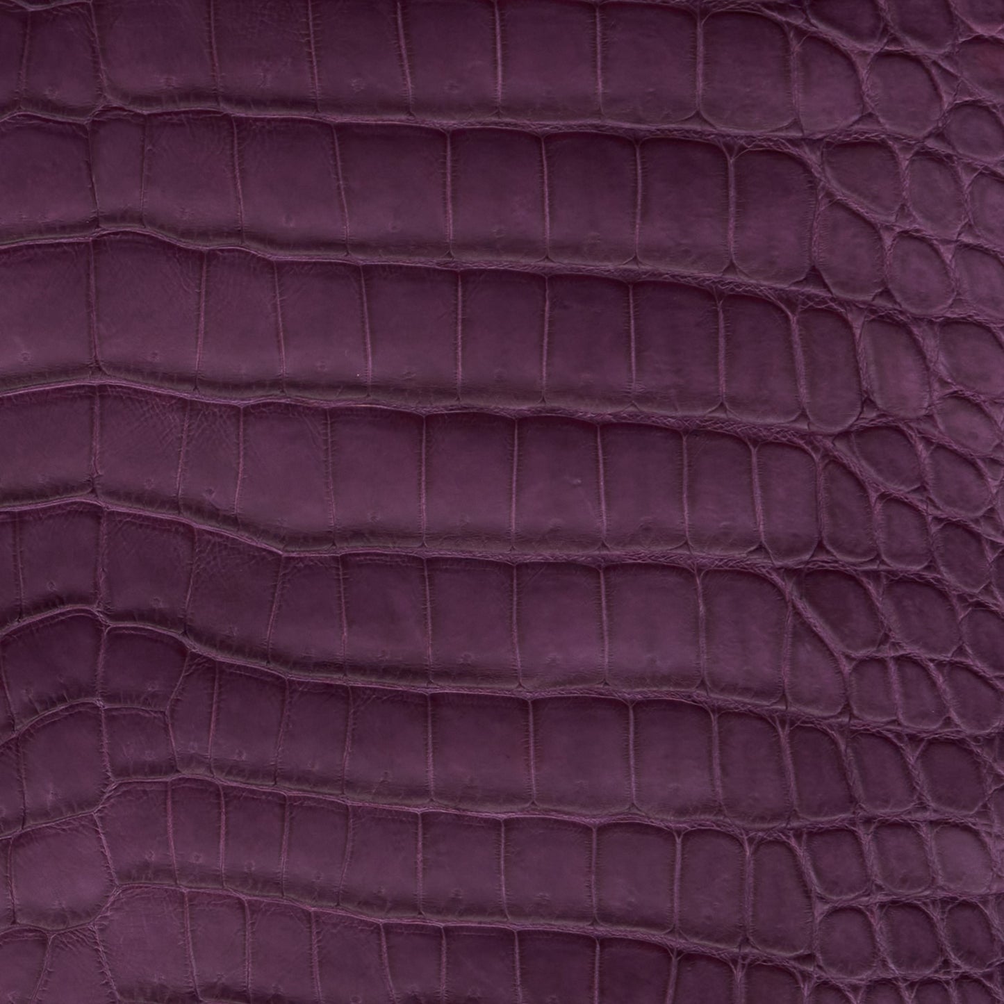 Crocodile Card Holder Plum - MORELET®